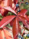 wine-leaf-leaf-autumn-plant-red-471939.jpg