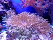 coral-cay-aquarium-sea-reef-water-1053834.jpg