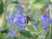 butterfly-flower-summer-insect-641534.jpg