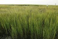 Green wilderness marsh grass.jpg