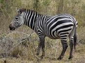 zebra-africa-uganda-stripes-1377240.jpg