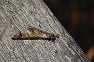 damselfly-dragonfly-insect-wing-445040.jpg