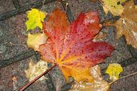 autumn-leaves-nature-wet-991054.jpg