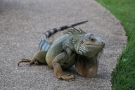 reptile-caribbean-scaled-hulk-1574375.jpg