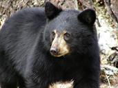 black-bear-mammal-animal-nature-69246.jpg