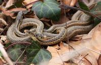 Garter snakes reptiles thamnophis sirtalis.jpg