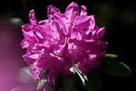 rhododendron-traub-notes-doldentraub-348147.jpg