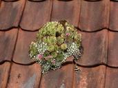 moss-roof-plant-flower-bloom-808972.jpg