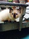 kitten-rag-doll-cat-cute-feline-508629.jpg