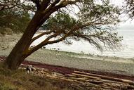 driftwood-shore-tree-log-outdoors-421208.jpg