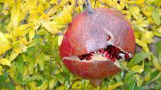 pomegranate-ripe-fresh-fruit-red-672951.jpg