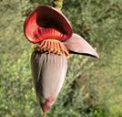 banana-flower-banana-shrub-248219.jpg