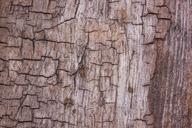 wood-structure-fund-driftwood-old-341401.jpg