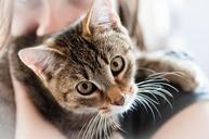 pet-cat-animal-domestic-cat-dear-726979.jpg