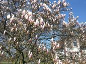 magnolia-spring-tree-flowers-472756.jpg