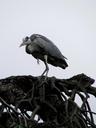 heron-bird-animals-nature-171536.jpg