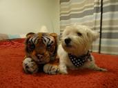 The_dog_and_his_toy_tiger._Best_friends..jpg