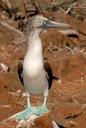 booby-galapagos-blue-footed-bird-1706333.jpg