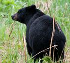 black-bear-meadow-wild-wildlife-1625014.jpg