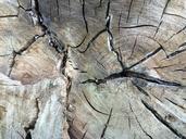 wood-structure-grain-tree-grates-710767.jpg