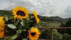 sunflowers-yellow-green-flower-871490.jpg