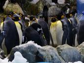 king-penguins-penguins-penguin-group-406534.jpg