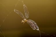 dragonfly-insect-spiders-web-trap-671562.jpg