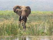 elephant-murchison-falls-uganda-1589325.jpg