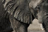 elephant-chobe-botswana-animal-642688.jpg