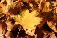 park-forest-autumn-tree-foliage-425885.jpg