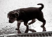 puppy-wet-rain-dog-baby-sweet-557835.jpg