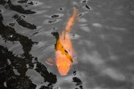 koi-fish-pond-water-japan-1413261.jpg