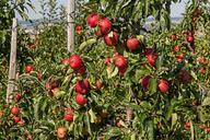 apple-apple-tree-fruit-1663343.jpg