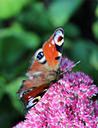 peacock-butterfly-butterfly-insect-453923.jpg