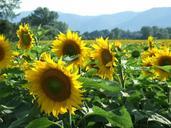 sunflowers-happiness-serenity-sunny-114350.jpg