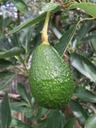 avocado-fruit-tree-green-plant-1304024.jpg