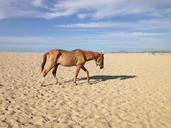 neglected-horse-beach-desert-famine-810745.jpg