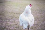 rooster-farm-chicken-animal-413756.jpg