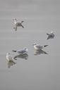 seagulls-water-birds-wildlife-1192931.jpg