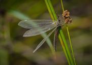 dragonfly-insect-bug-animal-nature-405363.jpg