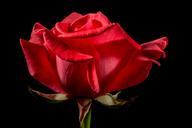 red-rose-rose-rose-bloom-blossom-320900.jpg