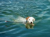 dog-summer-resort-water-refresh-1530751.jpg