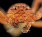 Crab_Spider,_Face,_MD,_Beltsville_2013-09-28-17.51.38_ZS_PMax.jpg