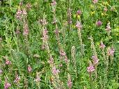 seed-sainfoin-sainfoin-blossom-167410.jpg