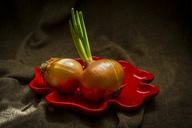 onion-vegetable-light-583730.jpg