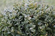 winter-frost-shrubs-nature-cold-1146415.jpg