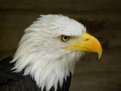 bald-eagle-eagle-bird-raptor-focus-1487239.jpg