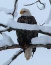 Bald_Eagle_Perching_on_Snowy_Branch-Fremont_Winema.jpg