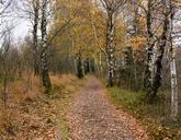 birch-birch-forest-away-nature-521036.jpg