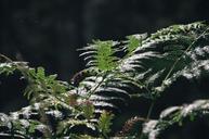 fern-plant-nature-forest-green-597171.jpg